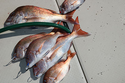 松本釣船２ 釣果