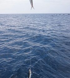 海龍丸(福岡) 釣果