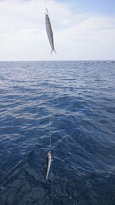 海龍丸(福岡) 釣果