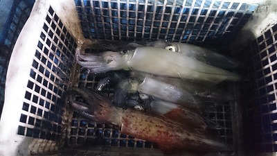 海龍丸(福岡) 釣果