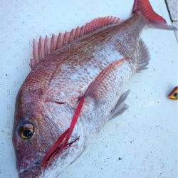 マタウマリンサービス 釣果