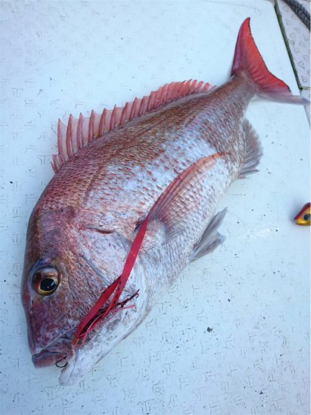 マタウマリンサービス 釣果