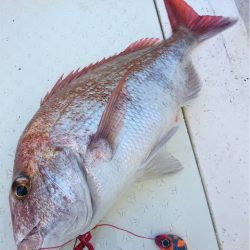 マタウマリンサービス 釣果