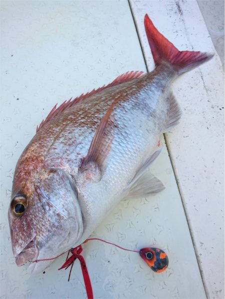 マタウマリンサービス 釣果