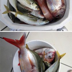 来温丸(らいおんまる) 釣果
