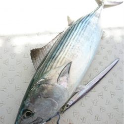 マタウマリンサービス 釣果