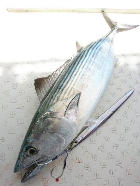 マタウマリンサービス 釣果