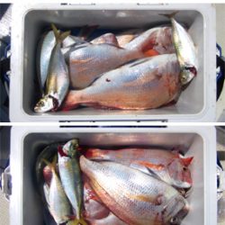 来温丸（らいおんまる） 釣果