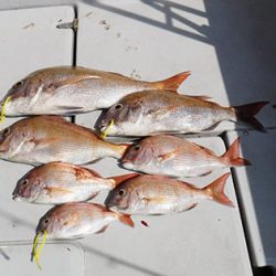 松本釣船２ 釣果