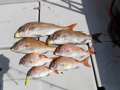 松本釣船２ 釣果