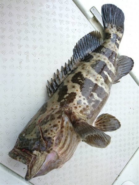 マタウマリンサービス 釣果