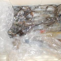 第二一之紀丸（ダイニイチノキマル） 釣果