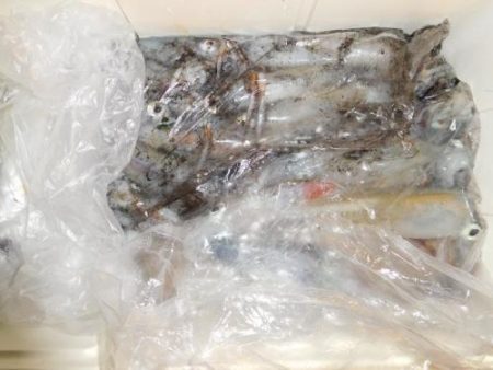 第二一之紀丸（ダイニイチノキマル） 釣果