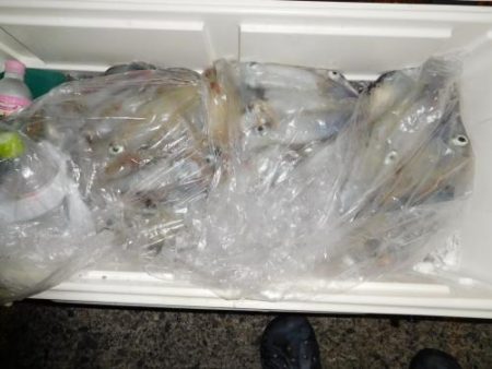 第二一之紀丸（ダイニイチノキマル） 釣果