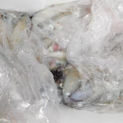 第二一之紀丸（ダイニイチノキマル） 釣果