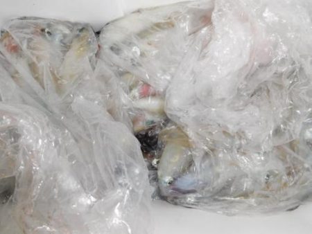 第二一之紀丸（ダイニイチノキマル） 釣果