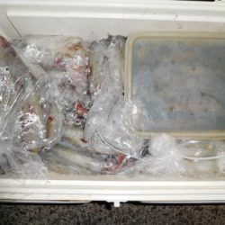 第二一之紀丸（ダイニイチノキマル） 釣果