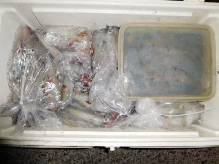 第二一之紀丸（ダイニイチノキマル） 釣果