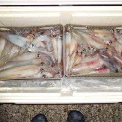 第二一之紀丸（ダイニイチノキマル） 釣果