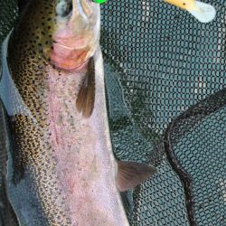 小菅トラウトガーデン 釣果