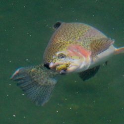 小菅トラウトガーデン 釣果