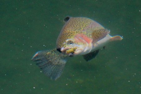 小菅トラウトガーデン 釣果