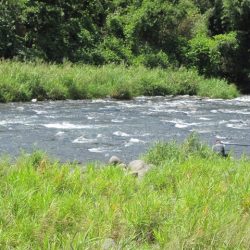 狩野川(狩野川漁業協同組合) 釣果