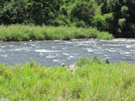 狩野川(狩野川漁業協同組合) 釣果