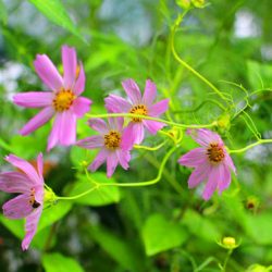 小菅トラウトガーデン 釣果