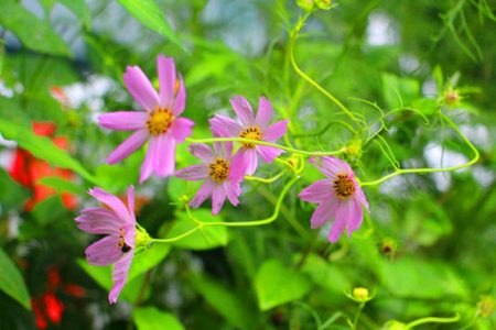 小菅トラウトガーデン 釣果