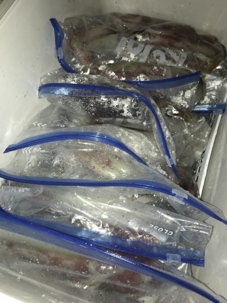 寿裕 （YOSHIHIRO） 釣果