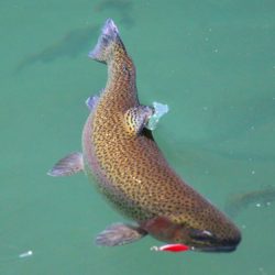 小菅トラウトガーデン 釣果