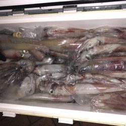 幸風（さちかぜ） 釣果