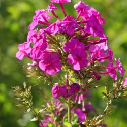 小菅トラウトガーデン 釣果