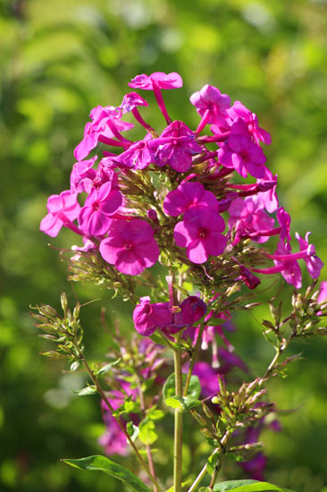 小菅トラウトガーデン 釣果