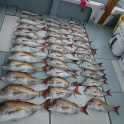 遊漁船 幸友丸 釣果