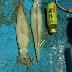 龍神丸（福井） 釣果