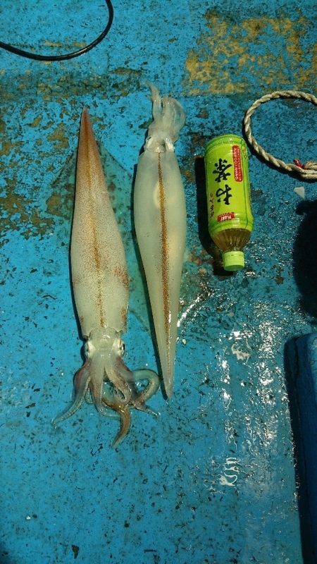 龍神丸（福井） 釣果