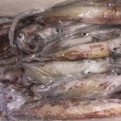 幸風（さちかぜ） 釣果