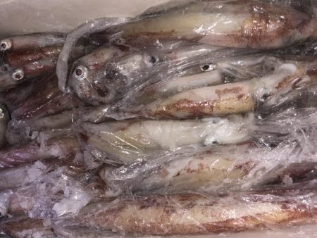 幸風（さちかぜ） 釣果