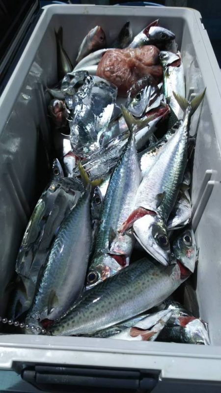 清和丸 釣果