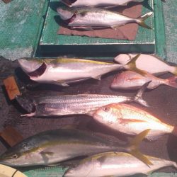 清和丸 釣果