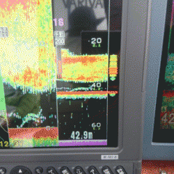 遊漁船ブルーウッズ 釣果