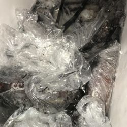 寿裕 （YOSHIHIRO） 釣果