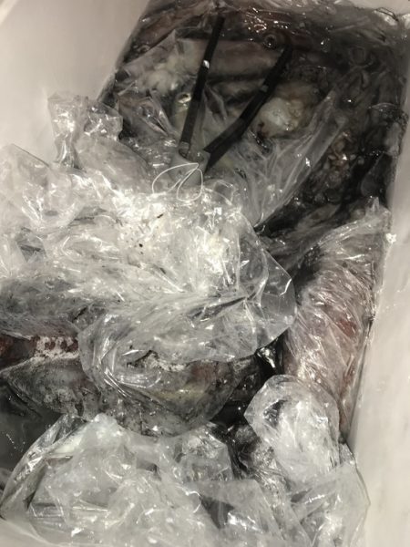 寿裕 （YOSHIHIRO） 釣果