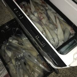 寿裕 （YOSHIHIRO） 釣果