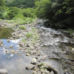 狩野川(狩野川漁業協同組合) 釣果
