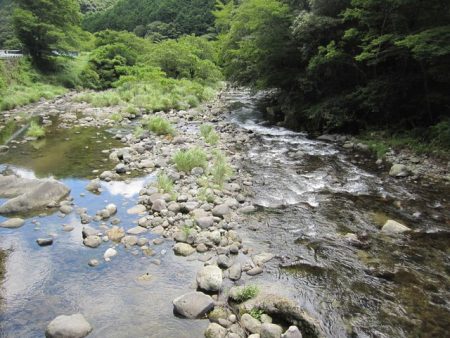 狩野川(狩野川漁業協同組合) 釣果