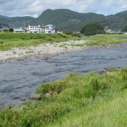 狩野川(狩野川漁業協同組合) 釣果
