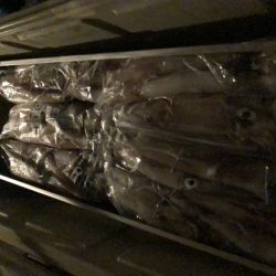 幸風（さちかぜ） 釣果